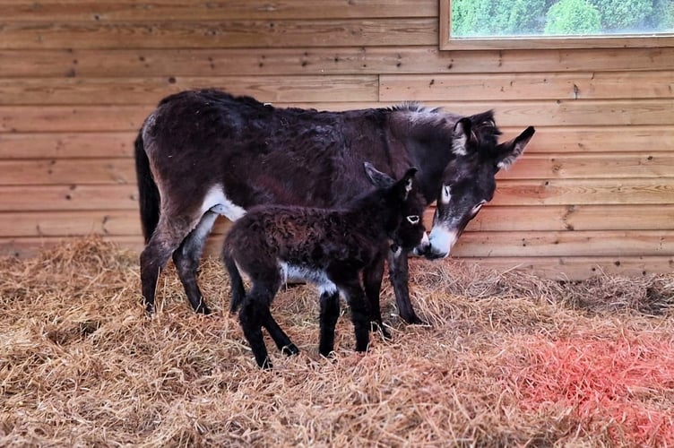 Finty the donkey with her baby foal Sammy. A neglected donkey saved from an abattoir by an animal sanctuary has given birth to a healthy foal. The Flicka Foundation said donkey Finty had arrived at the Penryn-based sanctuary a year ago in a "bad way". She had been neglected for many years and was about to be taken to the abattoir, along with her companion donkey Frieda, following the death of her owner. Finty was pregnant when she arrived at the sanctuary and staff had their suspicions that she may be in foal several months ago.  