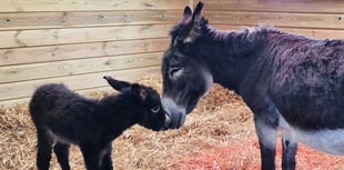 Neglected donkey rescued from abattoir gives birth to healthy foal