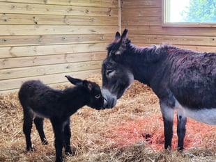 Neglected donkey rescued from abattoir gives birth to healthy foal