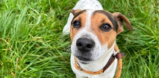 Man banned from keeping dogs for 10 years