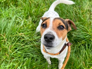 Man banned from keeping dogs for 10 years