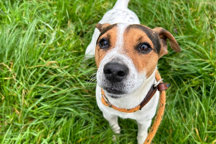 One of the dogs belonging to Stone regularly collected by Cornwall Council’s stray dog service.
