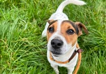 Man in Cornwall banned from keeping dogs for 10 years