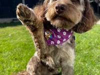 Cornwall dog walkers invited to support charity in May