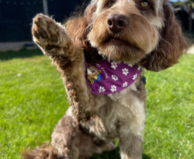 Cornwall dog walkers invited to support charity in May
