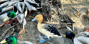 Escaped foreign 'whistling duck' spotted on beach in Cornwall