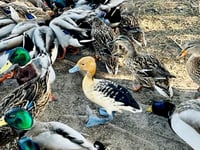 Escaped foreign 'whistling duck' spotted on beach in Cornwall