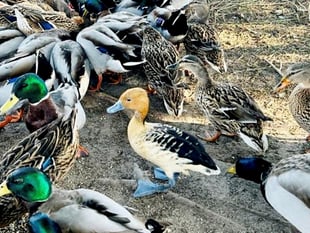 Escaped foreign 'whistling duck' spotted on beach in Cornwall
