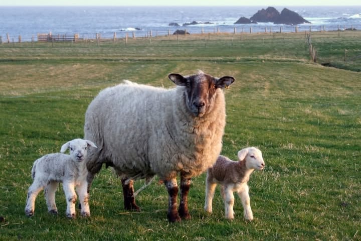 The NSA has reported a rise in sheep worrying incidents