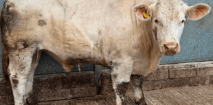 Truro Livestock Market Report: Wednesday, April 2