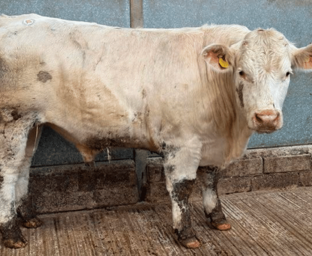 Truro Livestock Market Report: Wednesday, April 2