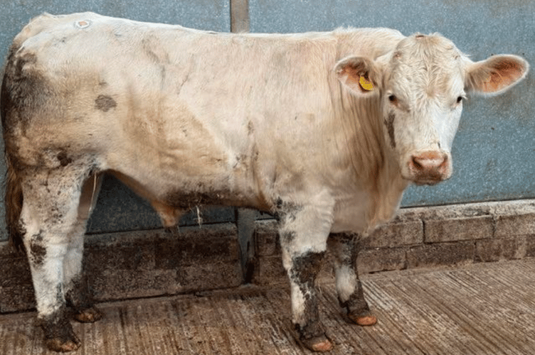 24 month old Charolais x steer to £2875 for
Messrs W F Palmer & Son of Ruan High Lanes.