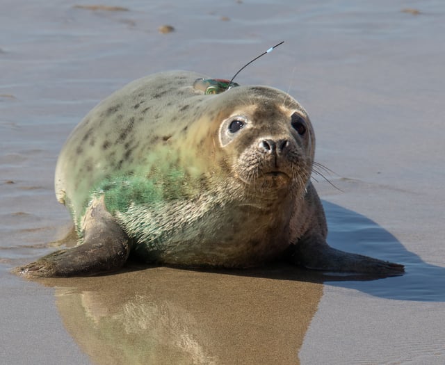 Brave seal pup 'Leaf Cutter' returns to the wild after supporter help