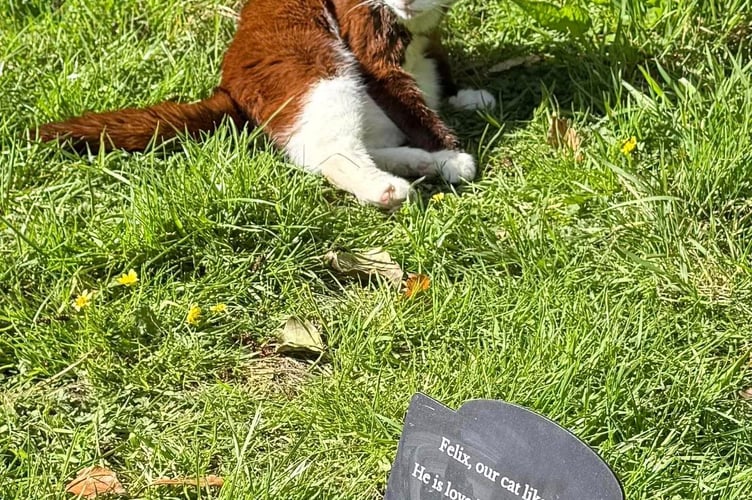 Felix the Cat near the sign which told people not to feed him