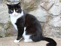 Residents show huge outpouring of love for Felix the cat