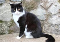 Felix the Cat set to have a fitting send off from people of Liskeard