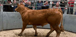 Truro Livestock Market Report: Wednesday, April 9