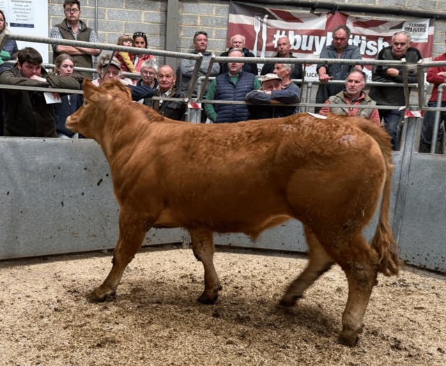 Truro Livestock Market Report: Wednesday, April 9