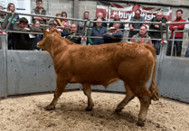 Truro Livestock Market Report: Wednesday, April 9
