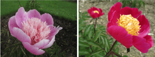 Two different types of peonies grown in Caroline Stone’s garden; left, Paeonia ‘Evening World’ and right, Paeonia ‘King of England’. (Picture: Caroline Stone)