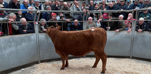 Truro Livestock Market Report: Wednesday, April 16