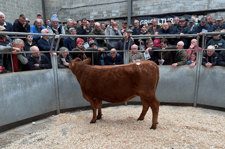 “£2700 for a 25 month old Pedigree South Devon heifer from
Mr R Sadler of Mawnan Smith, Falmouth”.