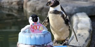 World's oldest penguin celebrates 37th birthday