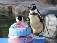 World's oldest penguin celebrates 37th birthday