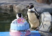 World's oldest penguin celebrates 37th birthday - with cake made of fish