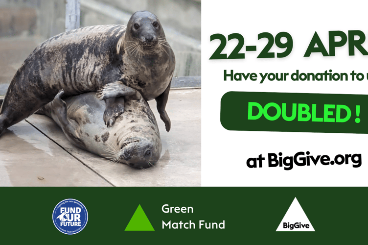 The Sea Life Trust Cornish Seal Sanctuary is hoping to make waves this Earth Day as it launches its Big Give Green Match Fund campaign