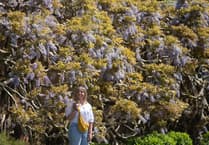 Spring in full bloom at Trelissick