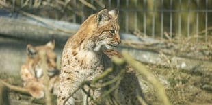 Lynx born at Newquay Zoo to be released into the wild
