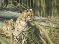 Lynx born at Newquay Zoo to be released into the wild