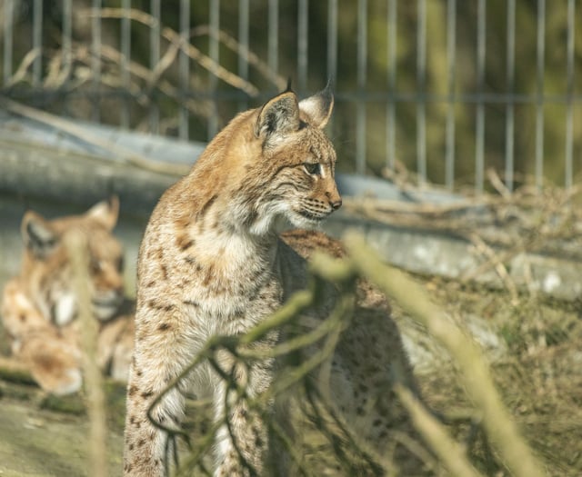 Lynx born at Newquay Zoo to be released into the wild
