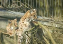 Lynx born at Newquay Zoo to be released into the wild