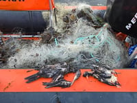 Dozens of birds and fish have died in metres of abandoned fishing net