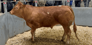 Truro Livestock Market Report: Wednesday, April 23