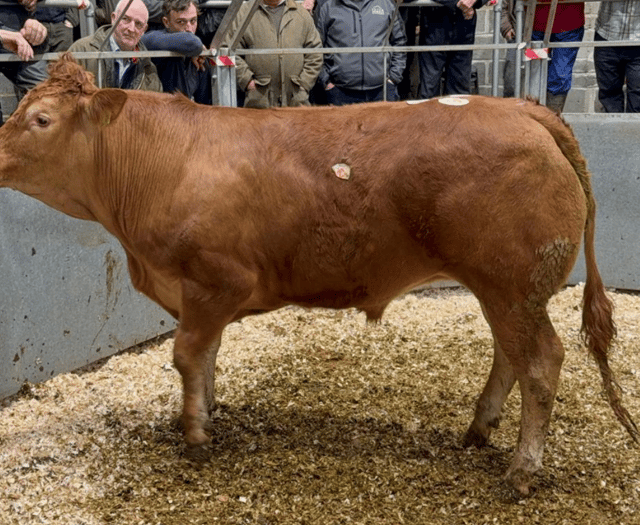 Truro Livestock Market Report: Wednesday, April 23