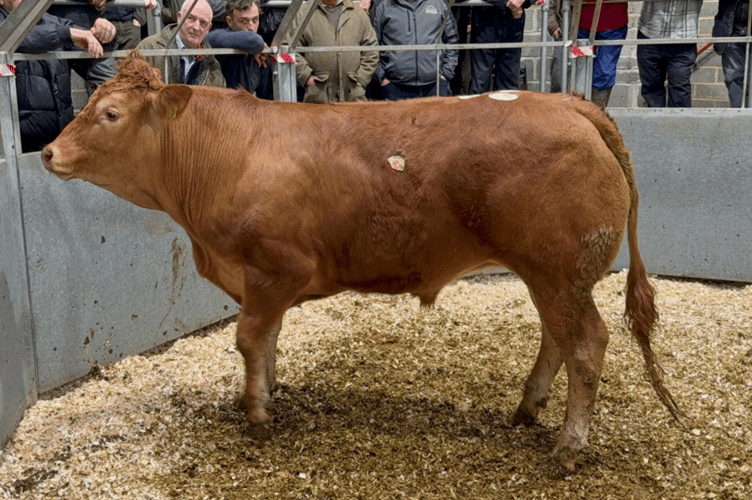 Limousin x steer to 446p (675kg) for Messrs W T Bryant & Sons of St Martin, Helston.