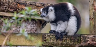 Potential investors found for Newquay Zoo