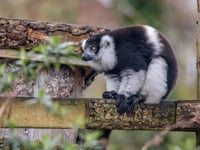 Potential investors found for Newquay Zoo