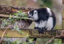 Potential investors found for Newquay Zoo