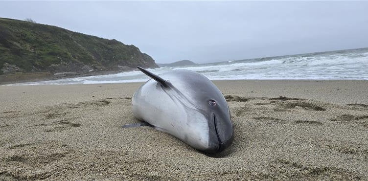 Harbour Porpoise stranded on Pentewan. A pregnant porpoise found stranded died after being caught up in commercial fishing nets - described as the "most distressing case ever". The marine manwas found on Good Friday (18/04), on  Pentewan Beach, St Austell, Cornwall, by volunteers of the Cornwall Wildlife Trust. A post-mortem - carried out as part of the government-funded Cetacean Strandings Investigation Programme - found the animal had been heavily pregnant with a near-term calf. Showing clear signs of entanglement in a monofilament fishing net -also known as gillnets-, it is thought that the porpoise had been trapped through bycatch.
