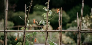 Beginner's guide to starting a garden with expert Martin Pallett