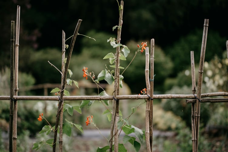 It is the season to get your garden growing. Picture: Annie Spratt/Unsplash.
