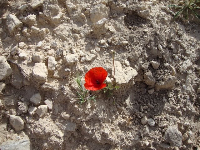 A poppy.