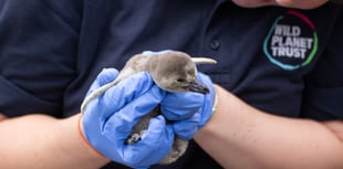 Penguin colony grows with two new fluffy arrivals at Newquay Zoo