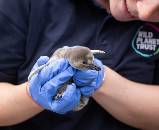 Penguin colony grows with two new fluffy arrivals at Newquay Zoo