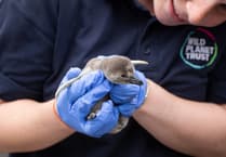 Penguin colony grows with two new fluffy arrivals at Newquay Zoo
