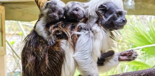 Critically endangered palm-sized primates born at Newquay Zoo